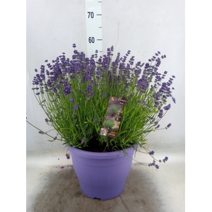 Lavandula angus. 'Essence Pure'