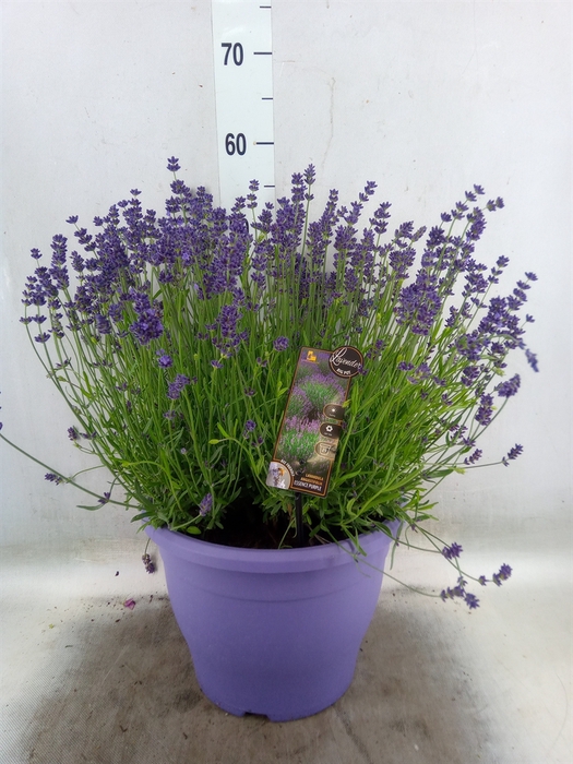<h4>Lavandula angus. 'Essence Pure'</h4>