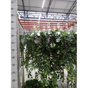 Hedera helix 'Wonder'