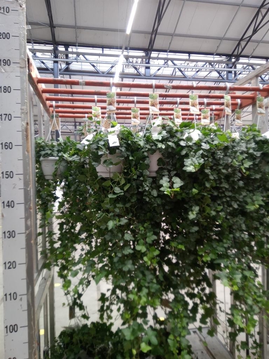 <h4>Hedera helix 'Wonder'</h4>