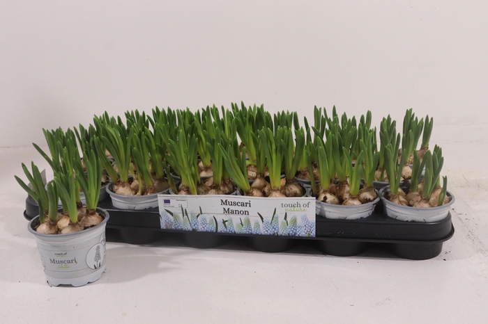 <h4>MUSCAR MANON</h4>