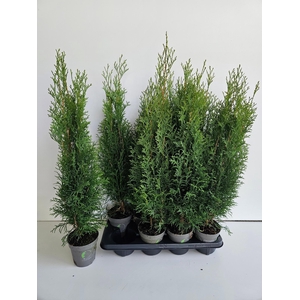 THUJA O SMARAGD