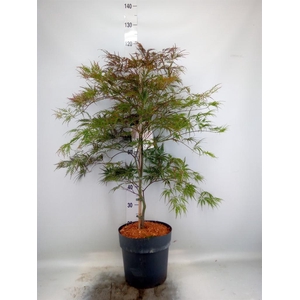 Acer palmatum 'Garnet'