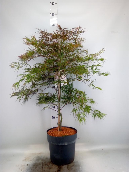 <h4>Acer palmatum 'Garnet'</h4>
