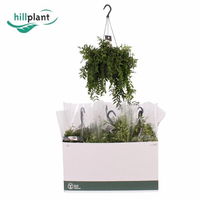 <h4>AESCHYN JAPHROLEPIS</h4>