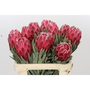 Protea Venus