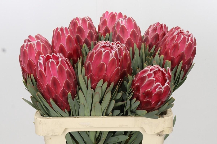 <h4>Protea Venus</h4>