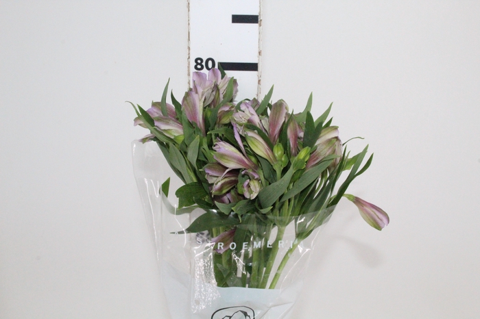 <h4>ALSTROEMERIA PLATINA 080 CM</h4>