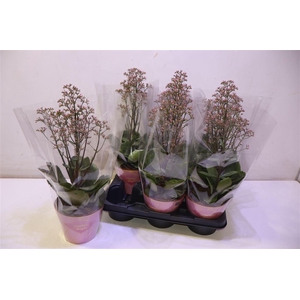 arr8 Kalanchoe Surprising Canyon