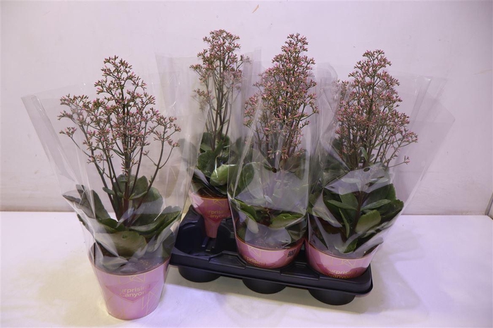 <h4>arr8 Kalanchoe Surprising Canyon</h4>
