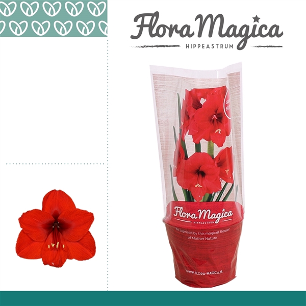 <h4>Amaryllis Royal Red 2 Knop FM Hoes</h4>