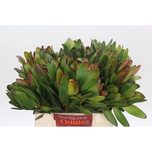 Leucadendron Goldstrike