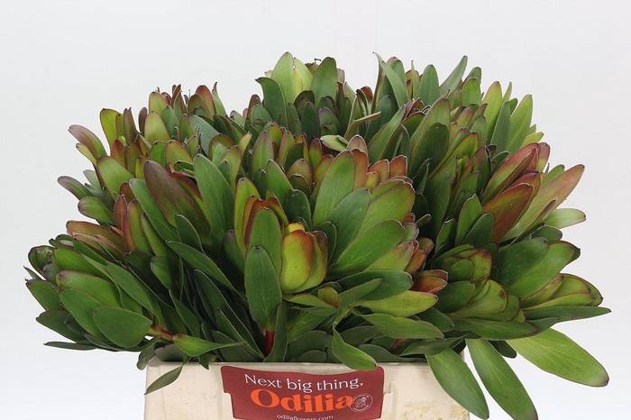 <h4>Leucadendron Goldstrike</h4>
