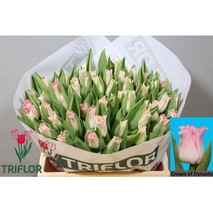 TU CO CROWN  DYNASTY