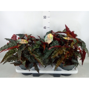 Begonia BD mac. 'Black Forest'