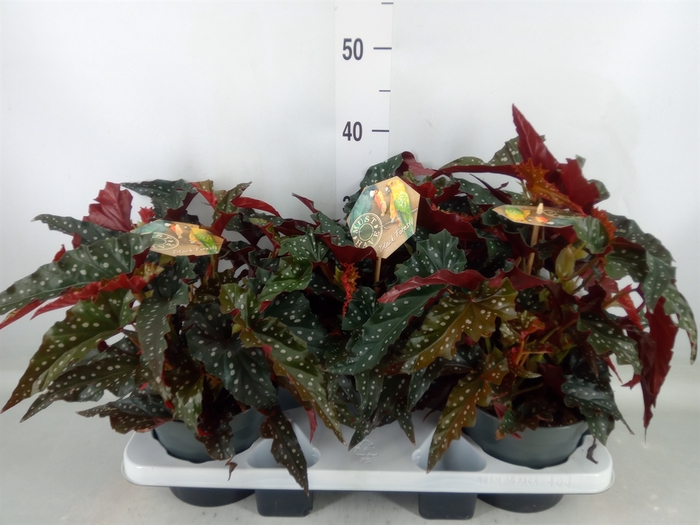 <h4>Begonia BD mac. 'Black Forest'</h4>