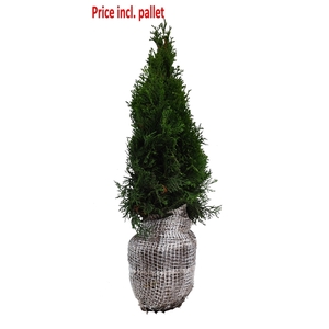 Thuja occ. Smaragd, plantmaat 60-80 cm - Rondgestoken - KLUIT