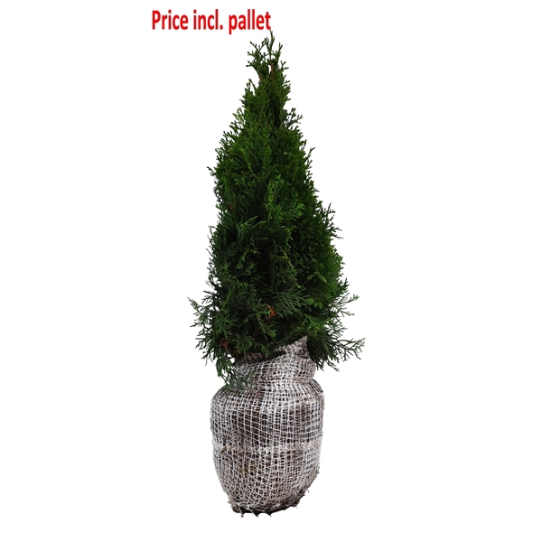 <h4>Thuja occ. Smaragd, plantmaat 60-80 cm - Rondgestoken - KLUIT</h4>