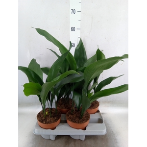 Aspidistra elat.