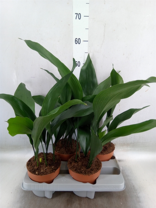 <h4>Aspidistra elat.</h4>