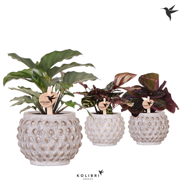 <h4>Kolibri Greens Calathea mix in Marrakesh pot gold copper</h4>