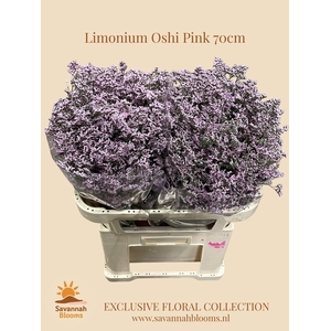 LIMONIUM SAFORA OSHI PINK