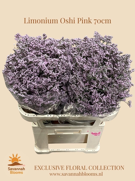 <h4>LIMONIUM SAFORA OSHI PINK</h4>