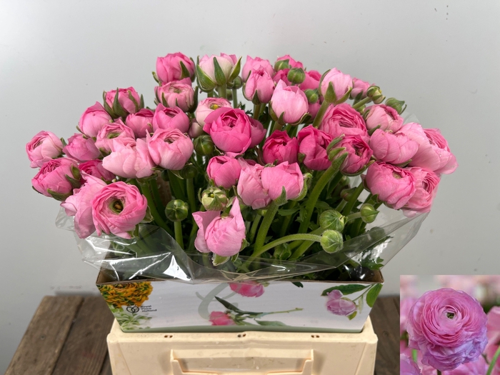 <h4>RAN EL PINK</h4>