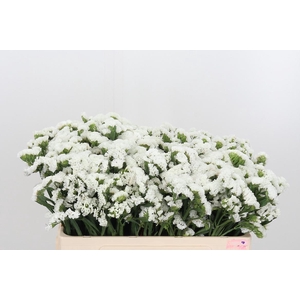 Limon S Silver Sun Birds White