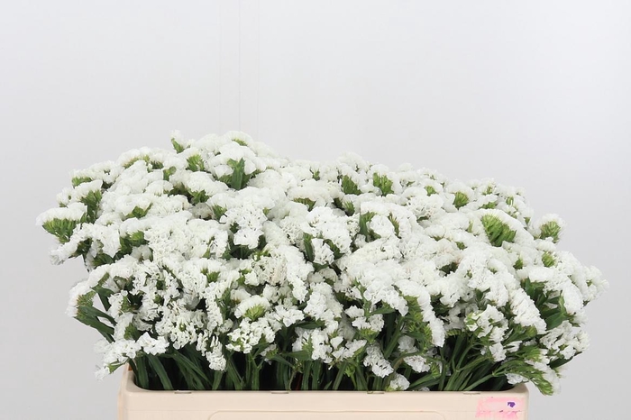 <h4>Limon S Silver Sun Birds White</h4>