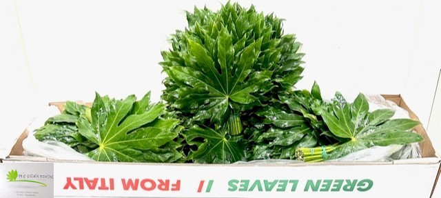 <h4>FATSIA JAPONICA BLAD</h4>