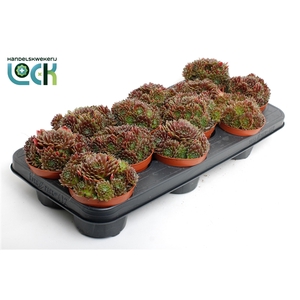 sempervivum corser