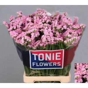 LIMONIUM SINUATUM 'PRETTY WINGS'