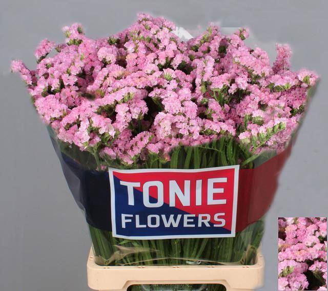 <h4>LIMONIUM SINUATUM 'PRETTY WINGS'</h4>