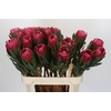 Protea Brenda