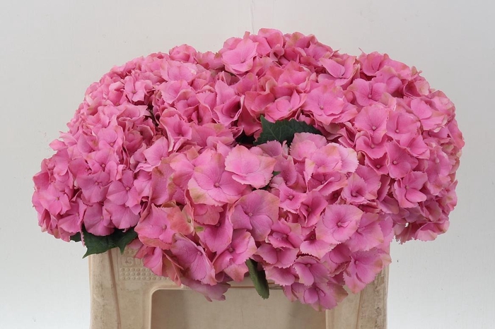 <h4>Hydr M Roy Palace</h4>