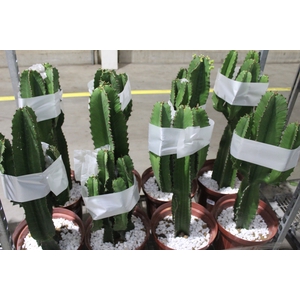 CACTUS EUPHORBIA MANDACARU P30