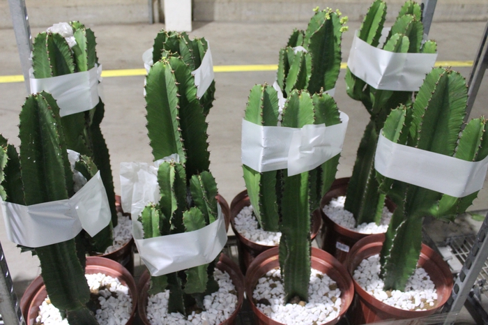 <h4>CACTUS EUPHORBIA MANDACARU P30</h4>