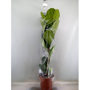 Ficus lyrata