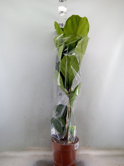 <h4>Ficus lyrata</h4>