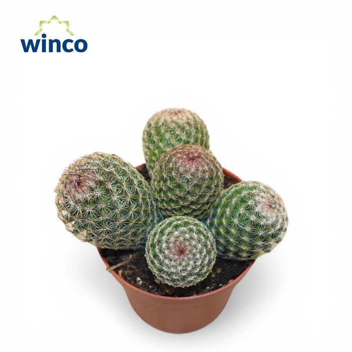 <h4>Mammillaria Matudae (group)</h4>
