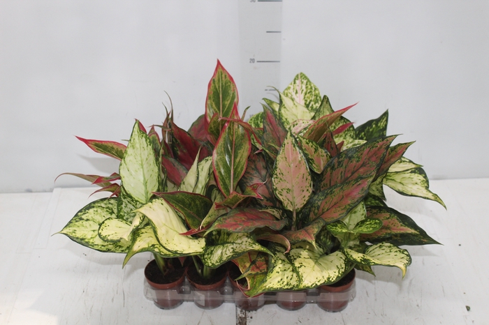 <h4>AGLAONEMA VARIADA P06</h4>