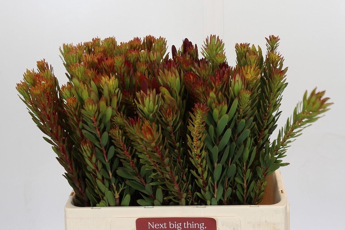 Leucadendron Safari Sunset