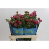 Ranunculus Butterfly Jupiter