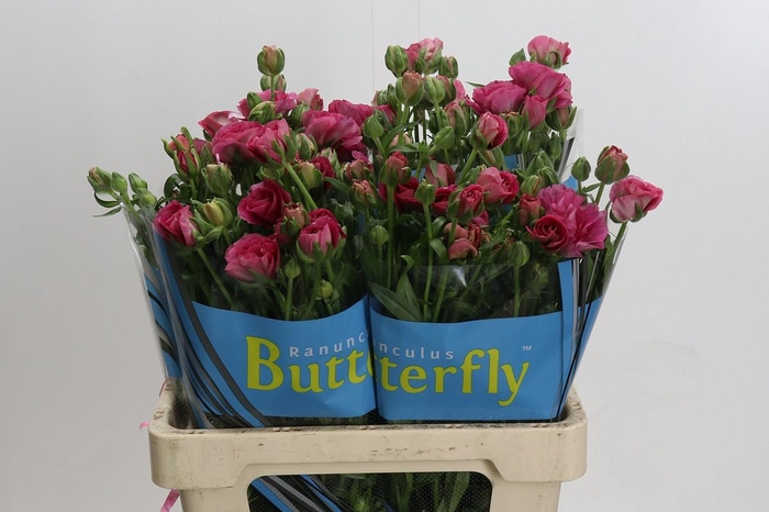 Ranunculus Butterfly Jupiter