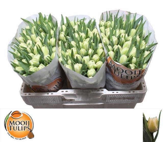 <h4>TU DU AVANT GARDE</h4>