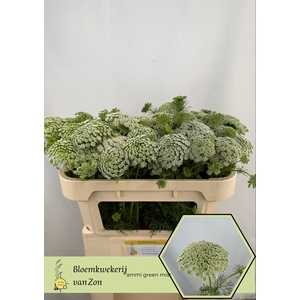 Ammi Visnaga Green Mist Frank Van Zon