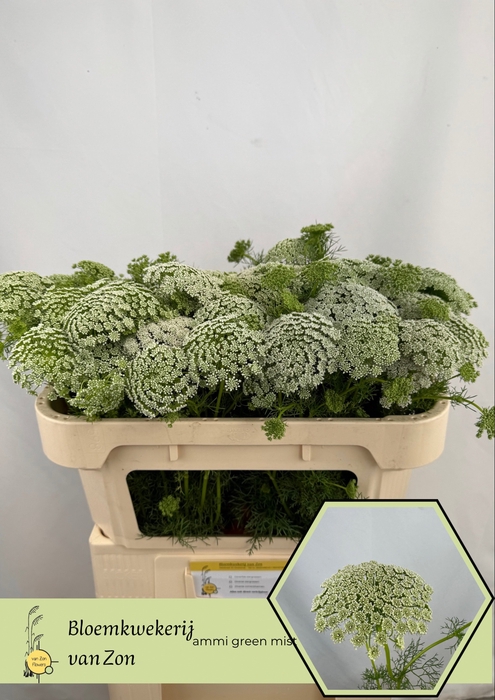<h4>Ammi Visnaga Green Mist Frank Van Zon</h4>