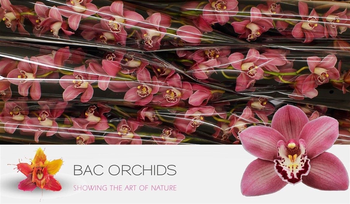 <h4>Cymb T Candy</h4>