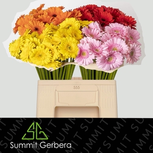 GE MI MIXED 4 COLOURS